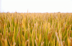 稻谷飘香迎丰年|Z6尊龙凯时出产基地奏响丰登乐章