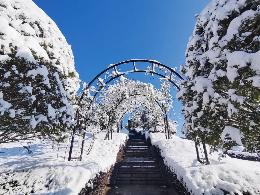雪落玉龙，三冬含暖。